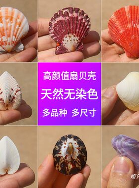 螺贝艺各种扇贝壳收藏标本