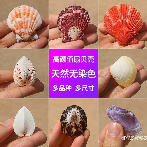 螺贝艺各种扇贝壳收藏标本