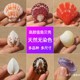天然贝壳海螺 饰画摆件 各种扇贝壳标本手工装 浮雕海扇蛤 鸡心蛤