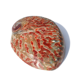 新西兰红色纹鲍鱼贝壳家居饰品海螺壳鱼缸水族创意摆件招财鲍鱼壳