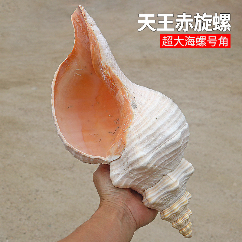超大海螺贝壳天王赤旋螺公螺号角收藏礼品摆件装饰可吹响螺号包邮