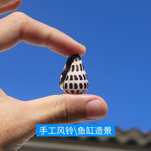 Натуральная раковина Shell Small Pautenant Taro Rolling Housewood Decorment Switch