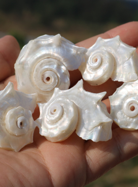 天然海螺贝壳银口圆刺螺卷贝鱼寄居蟹替换壳鱼缸造景摆件收藏标本