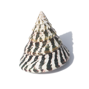 【螺贝艺】马蹄塔螺天然海螺贝壳鱼缸造景水族装饰稀有标本包邮