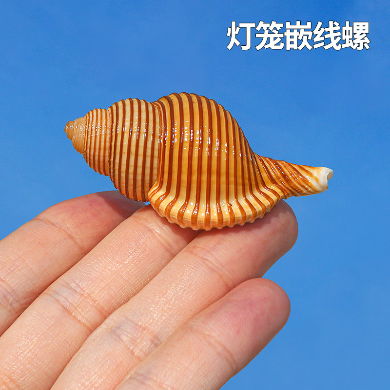 天然小海螺贝壳灯笼嵌线螺标本鱼缸造景装饰家居收藏寄居蟹替换壳