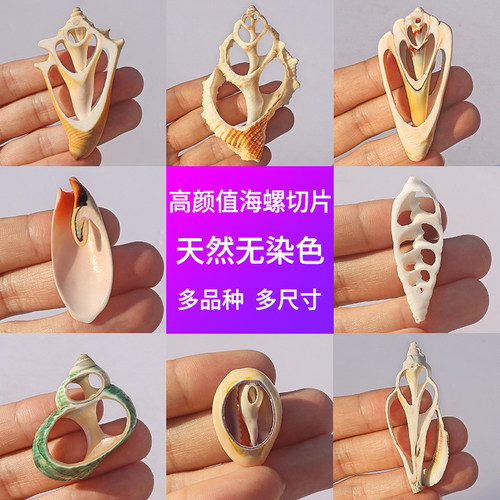 海螺贝壳切片手工多种