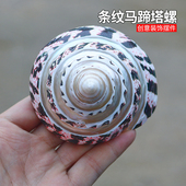 条纹马蹄塔螺天然大海螺贝壳红塔螺鱼缸水族造景家居装 饰收藏摆件