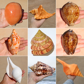 饰摆件 raderi天然海螺贝壳稀有收藏标本家居装 雷达法螺 Cymatium