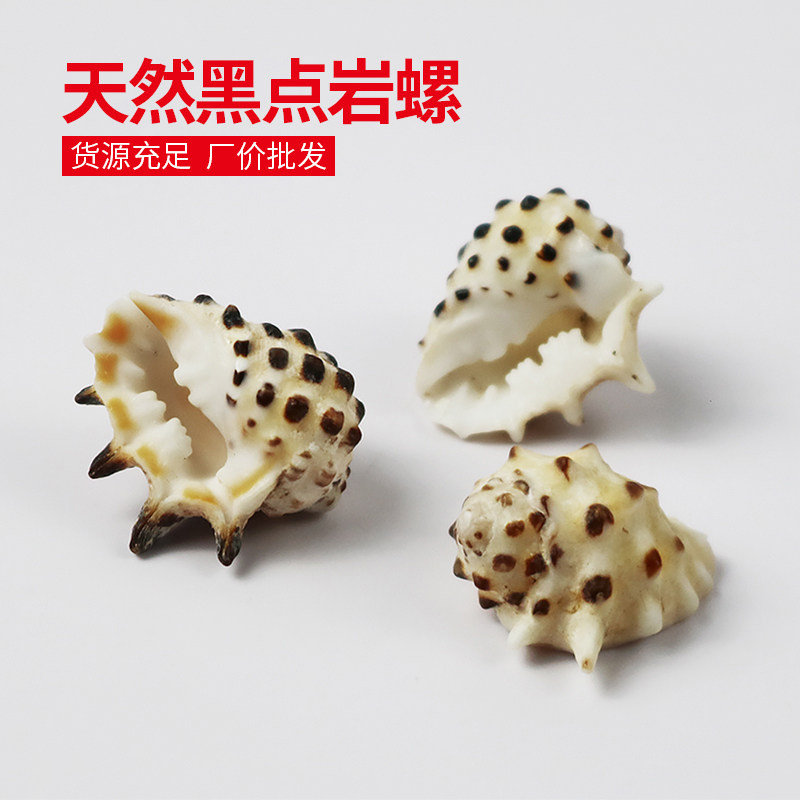 天然贝壳海螺黑点岩螺黄口齿螺鱼缸水族装饰diy相框拍摄收藏标本,家居饰品,海螺/贝壳/珊瑚,淘宝优惠券,粉丝福利购,淘宝优惠卷