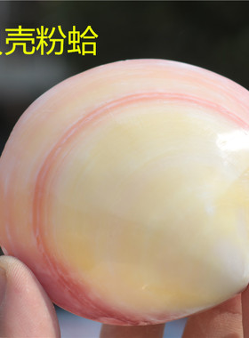 天然海螺贝壳工艺品粉蛤白色珍珠贝精美礼物收藏摆件DIY满包邮