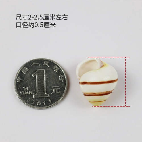 Натуральная раковина раковина Huangtian Bell Fish Tank Landscape Любимый Right Rotor Living Crab House, чтобы заменить ракушку