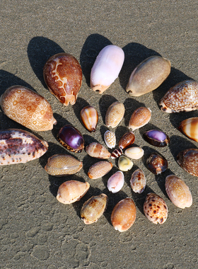 稀有宝螺贝壳标本混装粉色紫色天然迷你小海螺diy装饰收藏小礼物