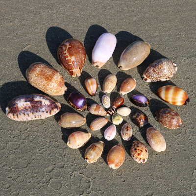 稀有宝螺贝壳标本混装粉色紫色天然迷你小海螺diy装饰收藏小礼物