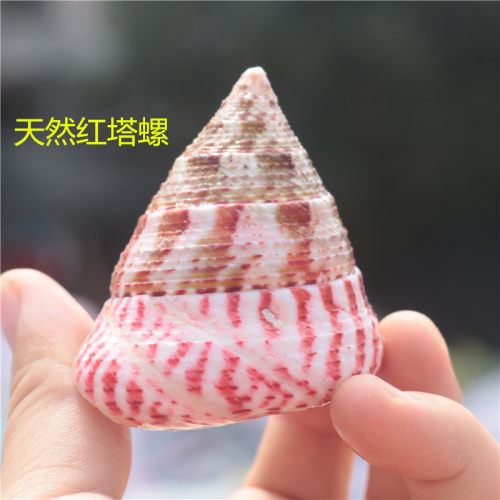 红塔水族创意礼物包邮海螺贝壳