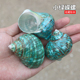 抛光绿螺天然海螺贝壳小绿嵘螺寄居蟹替换壳水族鱼缸造景家居摆件