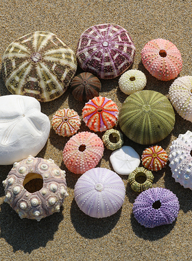 天然海胆壳贝壳海螺创意diy相框夜灯地中海装饰空气凤梨花盆包邮