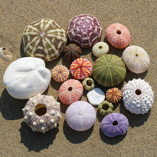 包邮 天然海胆壳贝壳海螺创意diy相框夜灯地中海装 饰空气凤梨花盆