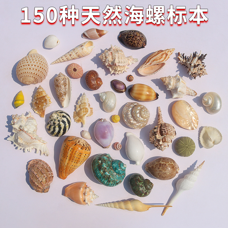 螺贝艺标本螺150种天然海螺贝壳