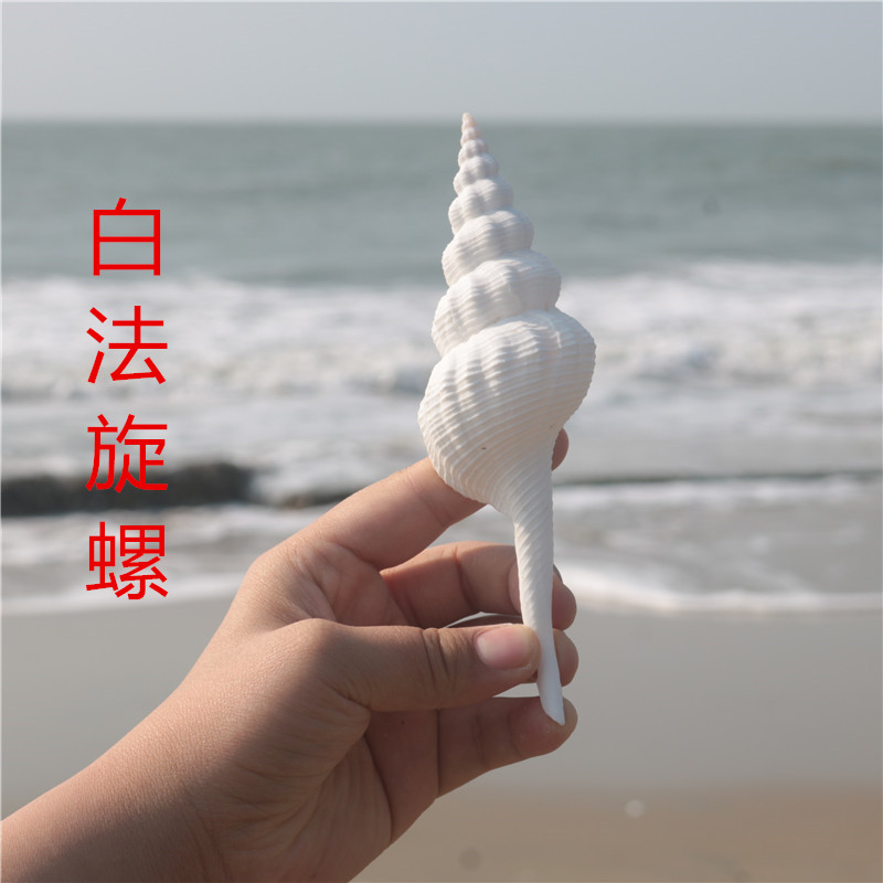 天然海螺贝壳白旋螺鱼缸水族造景拍摄道具摆件地中海装饰满包邮