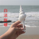 包邮 天然海螺贝壳白旋螺鱼缸水族造景拍摄道具摆件地中海装 饰满