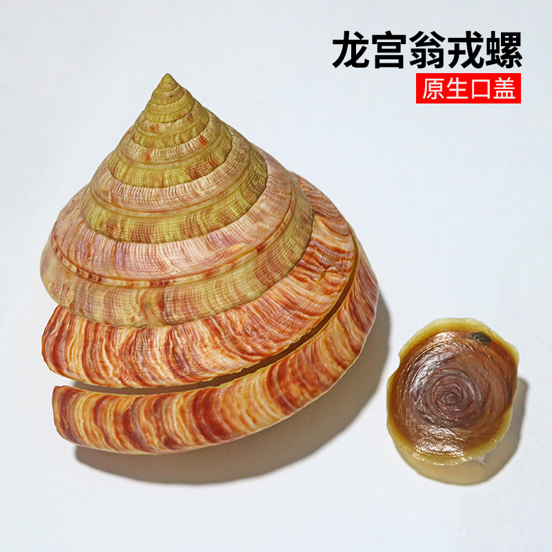 螺贝艺龙宫翁戎螺稀有收藏标本