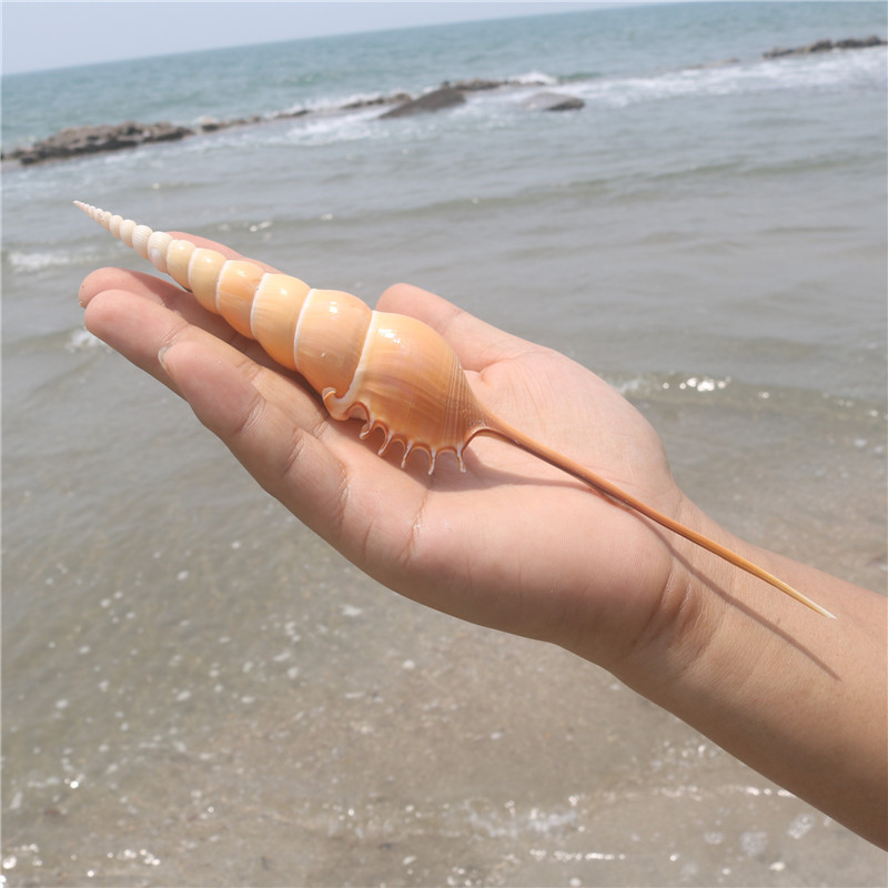 马丁长鼻天然海螺贝壳收藏标本