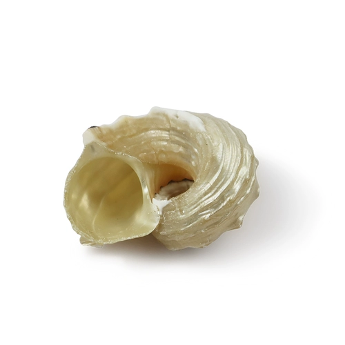 Природная раковина раковина серебристого поведения круглый разбросан