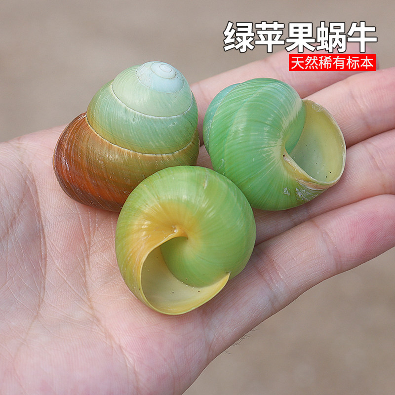 螺贝艺绿苹果蜗牛稀有收藏标本图片