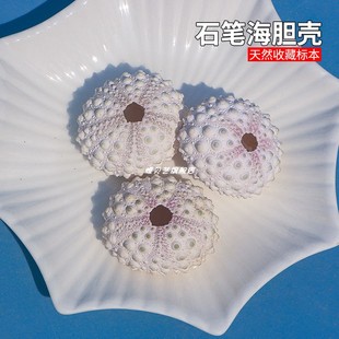 包邮稀有天然海胆壳标本 空气凤梨相框小夜灯材料 白粉色石笔海胆