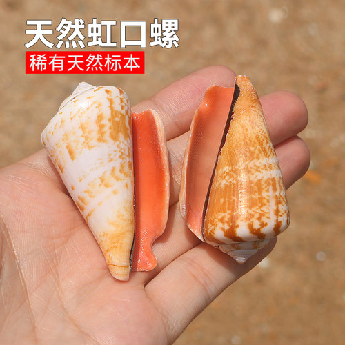 螺贝艺虹口螺稀有家居收藏标本