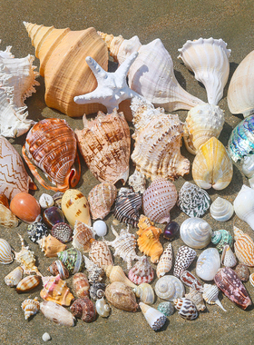 天然贝壳海螺海星寄居蟹替换壳手工diy贝壳相框鱼缸造景大海螺壳