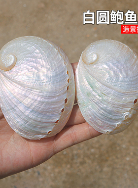 天然大海螺贝壳抛光圆鲍鱼壳白色家居首饰品收纳拍摄道具鱼缸造景