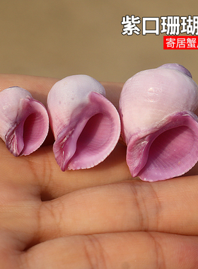 紫口珊瑚螺天然小海螺贝壳稀有收藏标本鱼缸装饰岩螺寄居蟹替换壳