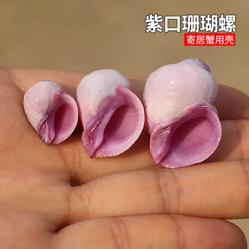 螺贝艺紫口珊瑚螺稀有收藏标本螺