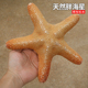 超大天然海螺贝壳胖海星标本观赏摆件家居造景收藏装 饰品拍摄道具