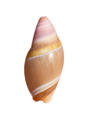 螺贝艺乳头弹头螺稀有粉色子弹螺