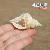 天然稀有海螺贝壳毛扭法螺收藏标本螺地中海家居橱窗装 饰鱼缸造景