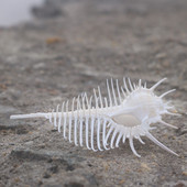 包邮 饰摆件 螺贝艺 天然海螺壳贝壳维纳斯骨螺创意造景地台装