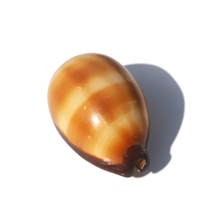 【螺贝艺】酒桶宝螺天然海螺贝壳水族鱼缸造景装饰地台摆件收藏