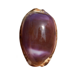 紫色宝螺天然稀有海螺贝壳标本收藏鱼缸水族造景装饰墙贴橱窗设计