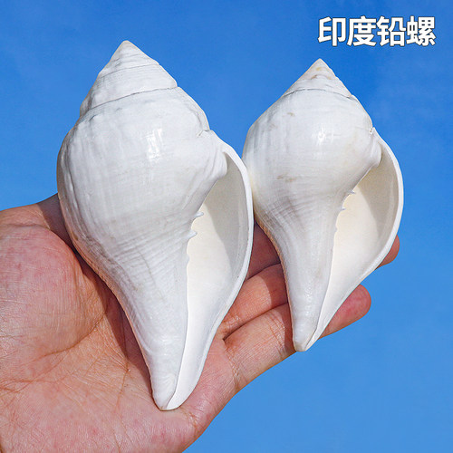 螺贝艺印度铅螺稀有收藏标本