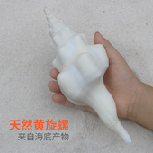 天然海螺贝壳白旋螺海螺标本螺供佛法器白旋螺鱼缸造景摆件装 饰