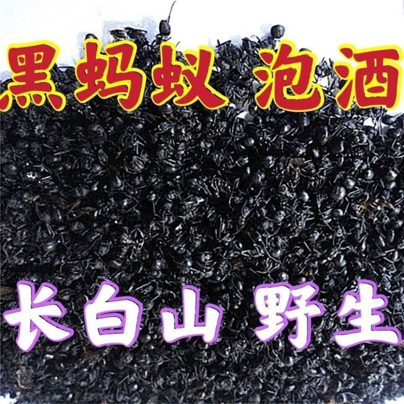 长白山野生大黑蚂蚁正品个大干净东北山蚁酸拟黑多刺泡酒料