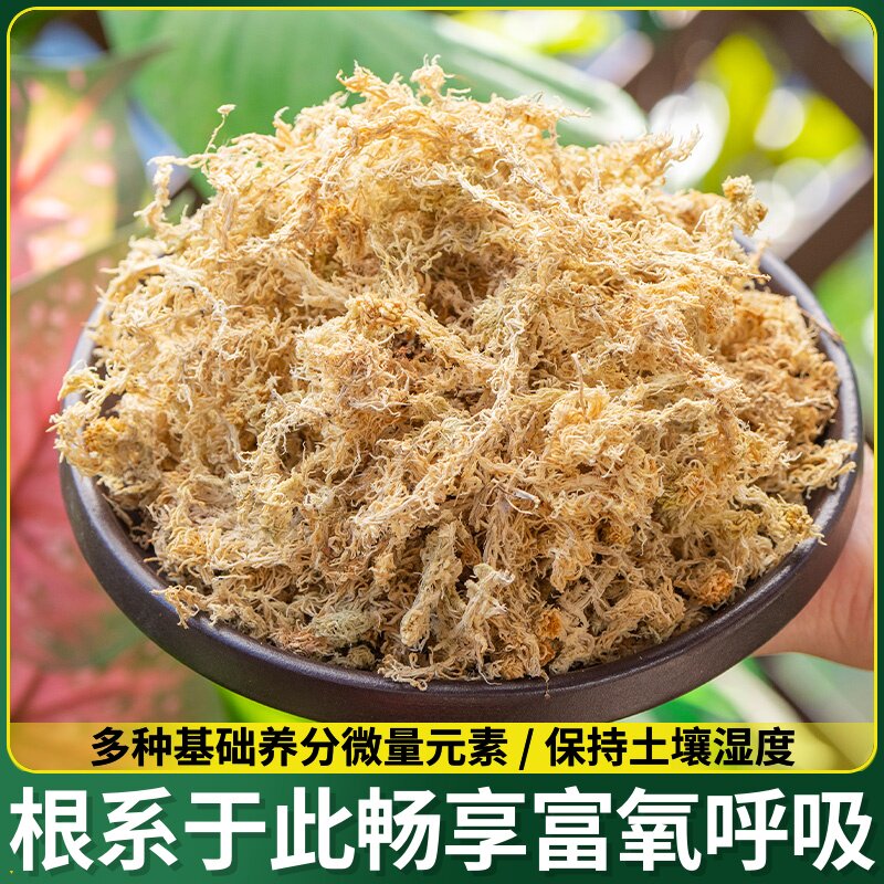 乌龟天然蝴用水蝶兰兰花苔藓冬眠爬苔育苗捕土干苔专换盆石斛蝇草