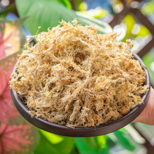 水苔苗专用水草装饰育苔花苗兰干蝴苗木种青苔植苔藓嫁接石斛蝶兰