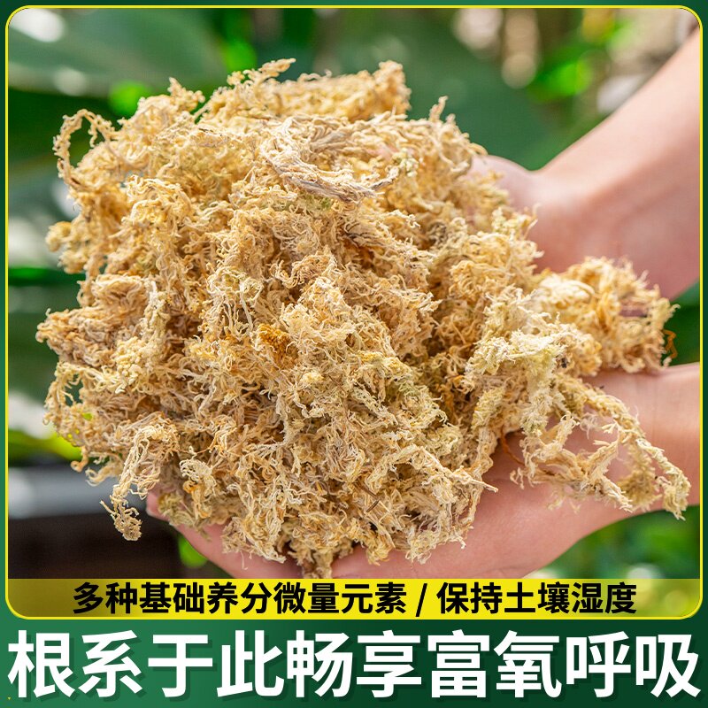 基质七星水苔蝶兰透气干食虫兰保苔用毛花蝴植物毛虫土苔藓保湿干