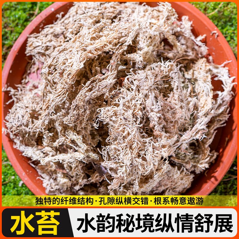 换盆兰花用水蝴石斛苔藓苔冬眠捕乌龟土干蝶兰专爬苔蝇草天然育苗