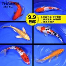 活体日本小型淡水冷水红白小锦鲤鱼1