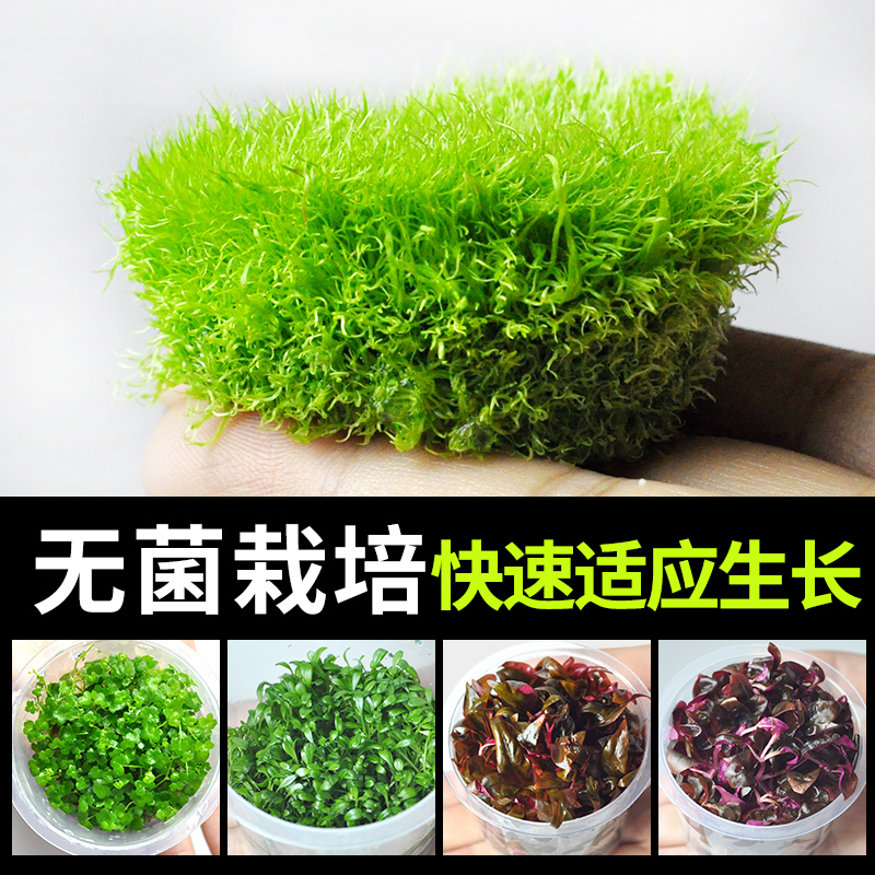 前景水草植物无菌趴地珍珠迷你