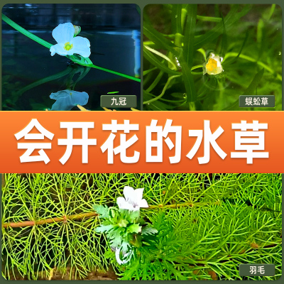 会开花的水草简单好养无需底砂